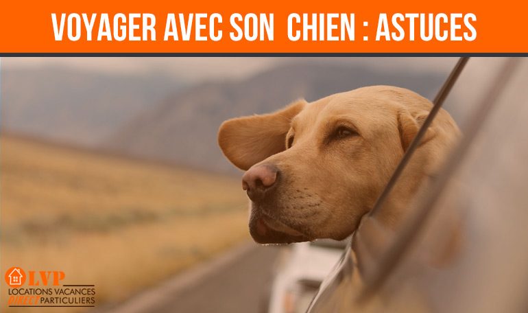 Voyager Avec Son Chien Where Is My Kite