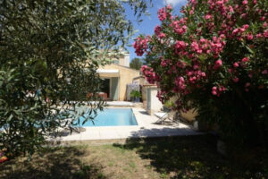 l'olivier célébré à Nyons pour la qualité de ses olives