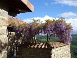 Terrasse ombragée par une glycine (niveau 2)