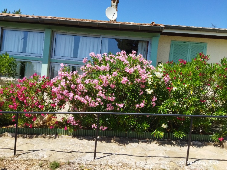MAISON COTE SUD AVEC LES LAURIERS ROSE