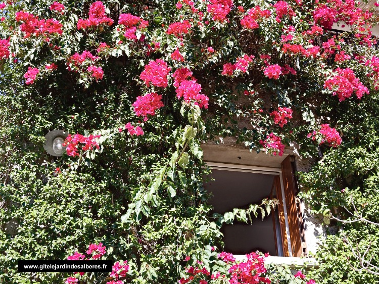 le bougainvillée !