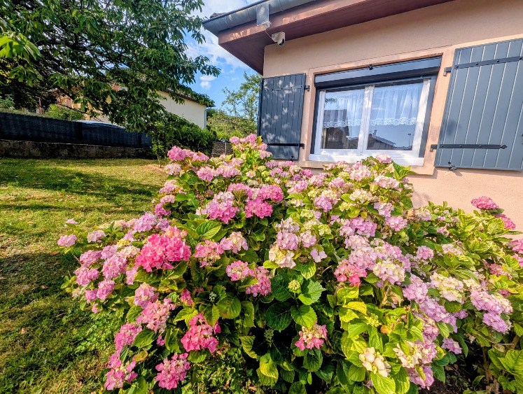 Les hortensias magnifiques vous accueilleront tout l'été