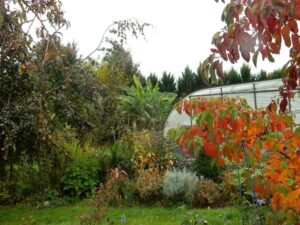 Plantation autour de la piscine