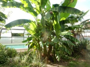 Piscine & Bananier